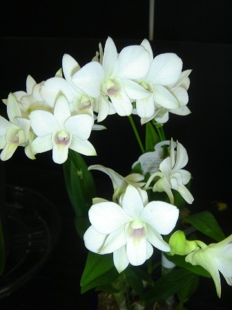 ��ȭ�����������ߥǥ�ե��� ���� | ����������ϤΤ����󤻥⡼������jp