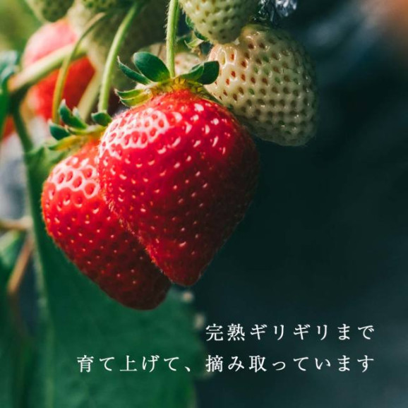 あまおう56%ジェラート 2L特大サイズ | 日本全国各地のお取り寄せモール風土jp