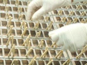 本くずゆず アイスキャンデー 北極アイス | 日本全国各地のお取り寄せモール風土jp