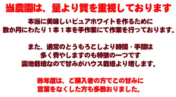 【北海道産】ピュアホワイトとうもろこし 10本 | 日本全国各地のお取り寄せモール風土jp