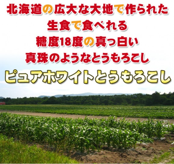 【北海道産】ピュアホワイトとうもろこし 10本 | 日本全国各地のお取り寄せモール風土jp