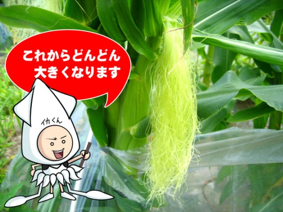【北海道産】ピュアホワイトとうもろこし 10本 | 日本全国各地のお取り寄せモール風土jp