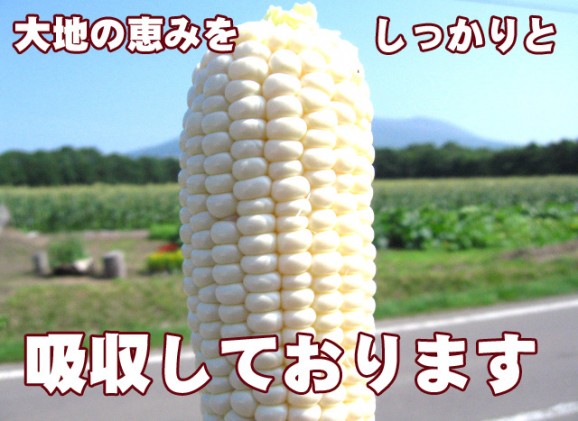 【北海道産】ピュアホワイトとうもろこし 10本 | 日本全国各地のお取り寄せモール風土jp