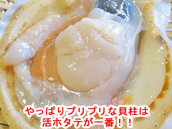 【北海道噴火湾産】活ほたて3kg 15枚前後〜20枚前後 | 日本全国各地のお取り寄せモール風土jp