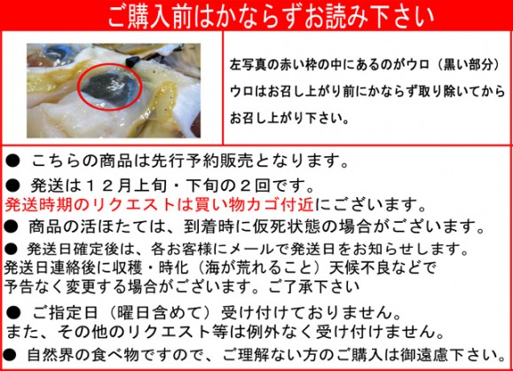 【北海道噴火湾産】活ほたて3kg 15枚前後〜20枚前後 | 日本全国各地のお取り寄せモール風土jp
