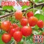 【送料無料 先行予約販売】佐藤錦さくらんぼ【北海道産 バラ詰め】