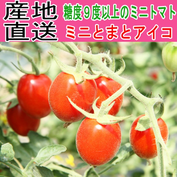 【送料無料】糖度9度以上 ぷちトマト☆リップ1kg1箱40個〜60個前後【北海道産】 | 日本全国各地の名産品やお土産のお取り寄せモール 風土jp