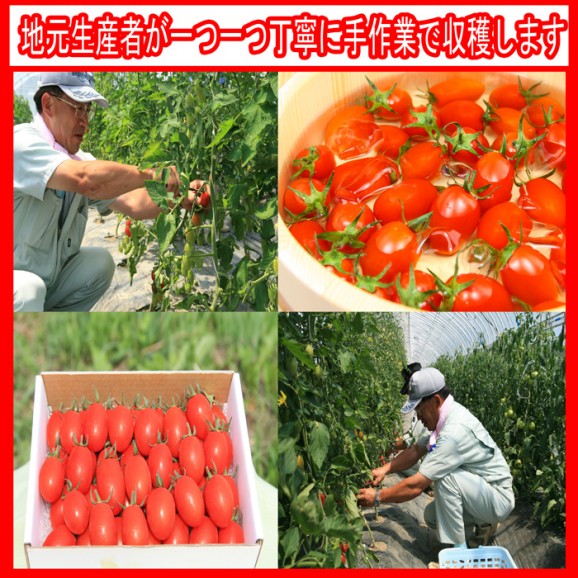 【送料無料】糖度9度以上 ぷちトマト☆リップ1kg1箱40個〜60個前後【北海道産】 | 日本全国各地の名産品やお土産のお取り寄せモール 風土jp