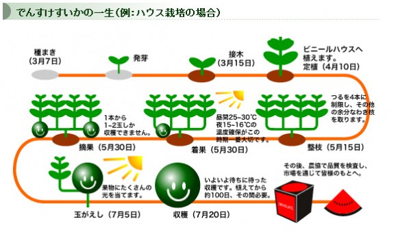 【送料無料】高級ブランドずっしり重い♪大玉でんすけスイカ 【良品】すいか | 日本全国各地のお取り寄せモール風土jp