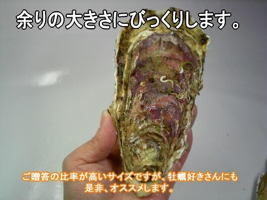 ꥢӥå󥭥󥰥ġʣ̾ͤ˥  | ϤΤ󤻥⡼jp