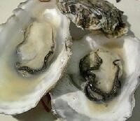 ¥Þ¥Ä¥·¥Þ¥é¡¼¥¸¥ª¥¤¥¹¥¿¡¼10¸Ä¡Ü¥ª¥¤¥¹¥¿¡¼¥Ê¥¤¥Õ¥»¥Ã¥È | ÆüËÜÁ´¹ñ³ÆÃϤΤª¼è¤ê´ó¤»¥â¡¼¥ëÉ÷ÅÚjp