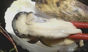 ¥Þ¥Ä¥·¥Þ¥é¡¼¥¸¥ª¥¤¥¹¥¿¡¼10¸Ä¡Ü¥ª¥¤¥¹¥¿¡¼¥Ê¥¤¥Õ¥»¥Ã¥È | ÆüËÜÁ´¹ñ³ÆÃϤΤª¼è¤ê´ó¤»¥â¡¼¥ëÉ÷ÅÚjp