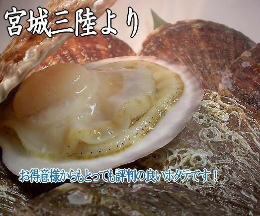 宮城三陸産殻付きホタテ(2Lサイズ:特大)1枚 | 日本全国各地のお取り寄せモール風土jp