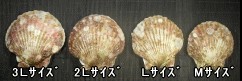 宮城三陸産殻付きホタテ(2Lサイズ:特大)1枚 | 日本全国各地のお取り寄せモール風土jp