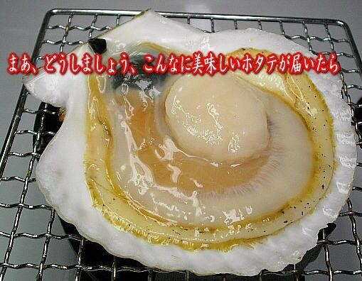 宮城三陸産殻付きホタテ(2Lサイズ:特大)1枚 | 日本全国各地のお取り寄せモール風土jp
