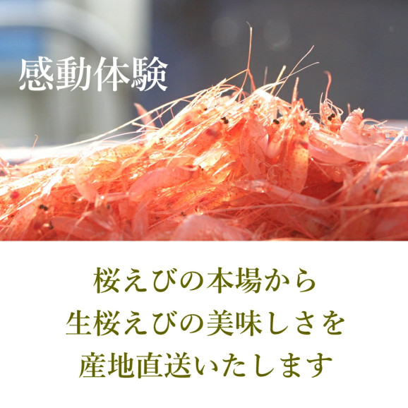 ひげ付き生桜えび 100g×1袋 | 日本全国各地のお取り寄せモール風土jp