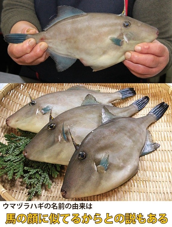 かわはぎ昆布〆刺身 100〜120g | 日本全国各地のお取り寄せモール風土jp