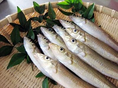 きす昆布〆刺身 (中)約7尾前後 | 日本全国各地のお取り寄せモール風土jp