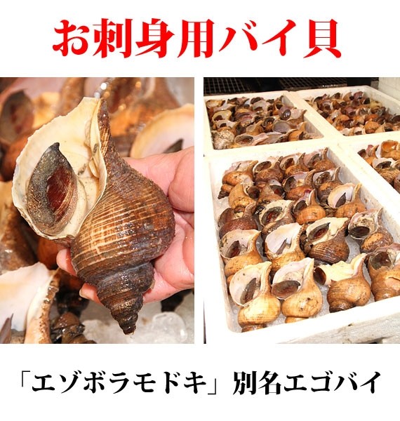 バイ貝昆布〆刺身 約70g | 日本全国各地のお取り寄せモール風土jp