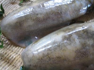 ���ٻ��ѻ��ۤ����ꤤ�� ���� | ����������ϤΤ����󤻥⡼������jp