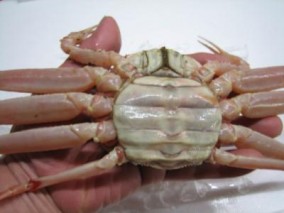 【富山湾産】香箱/甲箱がに(ズワイガニの雌がに) 約150g×10パイ【生】 | 日本全国各地のお取り寄せモール風土jp