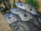 【富山湾の冬の味覚】ウマヅラハギ