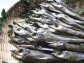 富山湾の朝獲れ干ミギス(ニギス)