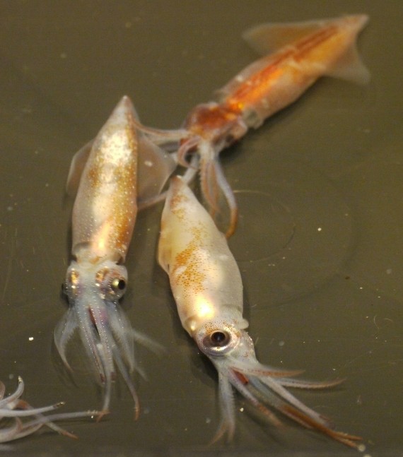 【塩辛】ホタルイカ沖漬け(醤油漬け) 200g | 日本全国各地のお取り寄せモール風土jp
