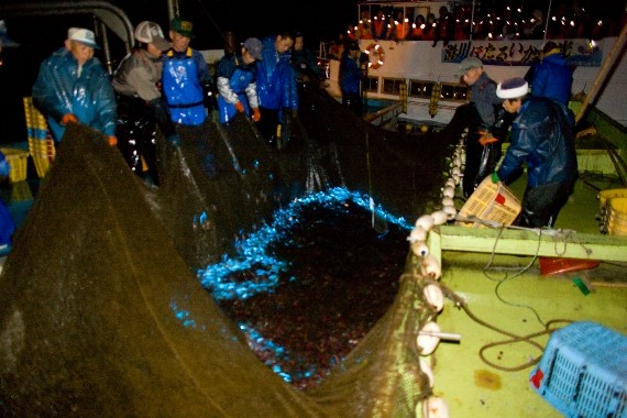 【塩辛】ホタルイカ沖漬け(醤油漬け) 200g | 日本全国各地のお取り寄せモール風土jp