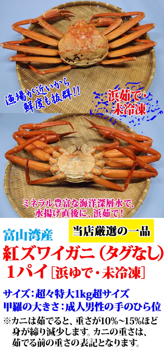 50%off*【富山湾産】 紅ズワイガニ(超々特大・1kg前後サイズ) 日本
