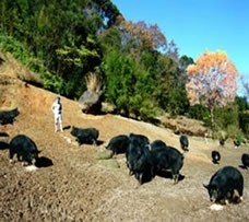 送料無料 お歳暮 年賀 誕生日 産地直送名人増元さんが育てた鹿児島黒豚焼肉セット500g | 日本全国各地のお取り寄せモール風土jp