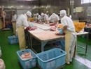 ̵ۻľ˷Ź⤷֤500g | ϤΤ󤻥⡼jp