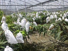 沖縄産マンゴー2Kg | 日本全国各地の名産品やお土産のお取り寄せモール 風土jp