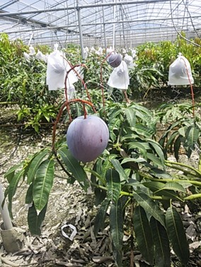 沖縄産マンゴー1Kg | 日本全国各地の名産品やお土産のお取り寄せモール 風土jp
