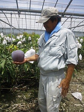 沖縄産マンゴー1Kg | 日本全国各地の名産品やお土産のお取り寄せモール 風土jp