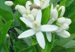 国産みかん蜂蜜 160g | 日本全国各地のお取り寄せモール風土jp