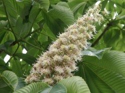 【岐阜県産】マロニエ蜂蜜 160g | 日本全国各地のお取り寄せモール風土jp