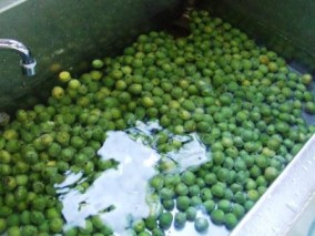 青梅のはちみつ漬 280g | 日本全国各地のお取り寄せモール風土jp
