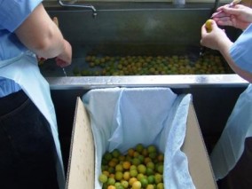青梅のはちみつ漬 280g | 日本全国各地のお取り寄せモール風土jp