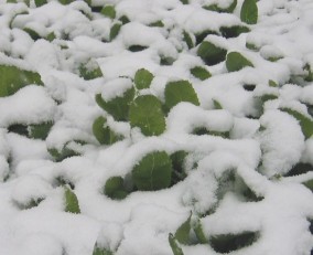 【熊本県産】阿蘇たかなギフトセット | 日本全国各地のお取り寄せモール風土jp
