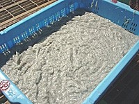 【送料無料】 釜揚げしらす 1kg(200g×5袋) | 日本全国各地の名産品やお土産のお取り寄せモール 風土jp