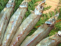 【送料無料】 沖ウルメ丸干し 1kg(200g×5袋) | 日本全国各地の名産品やお土産のお取り寄せモール 風土jp
