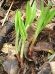 朝採り!即発送!北海道産【行者にんにく】1束50g | 日本全国各地のお取り寄せモール風土jp