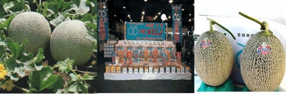 初セリより即お届け!夕張市農協厳選審査 「共選」適合【良品】夕張メロン糖度10%以上 中玉(約1.34Kg)1玉 | 日本全国各地のお取り寄せモール風土jp