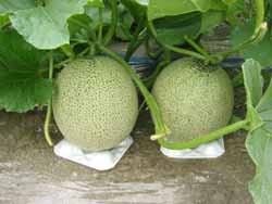 �������ꡢ�ޤ��ʤ��ѡ٤���ʤ��Τ�58%OFF!!���̳�ƻ���������ۤդ�Ρ������ҡ������٥ĥ����1�� | ����������ϤΤ����󤻥⡼������jp