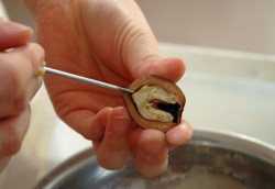 数量限定!新物うすやき胡桃せんべい | 日本全国各地のお取り寄せモール風土jp