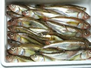 子持はたはた(ぶりこはたはた) | 日本全国各地のお取り寄せモール風土jp