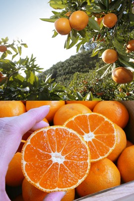 ������Ȣ����ͭ�Ĥߤ��� 3kg�����̺���ǧ�ڼ����ۡڸ��������ݡ����������ݡ� | ����������ϤΤ����󤻥⡼������jp