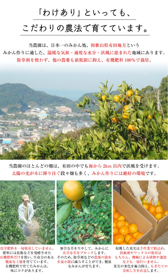 わけあり有田みかん 5kg | 日本全国各地のお取り寄せモール風土jp