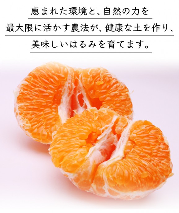 定番はるみ 2kg | 日本全国各地のお取り寄せモール風土jp